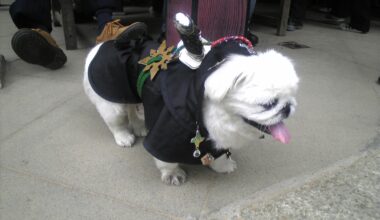 Even the dogs in Japan can become samurai! Okay, that's not true. But it was a cute costume the owner had this dog wearing one summer.