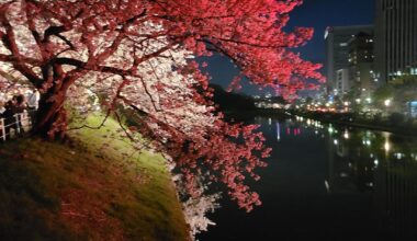 Just gotta share these view from last night. Cherry Blossom season