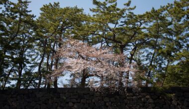 Sakura Season in Tokyo