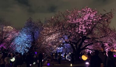 Sakura projection mapping @ Shinjuku Gyoen, April 1, 2023