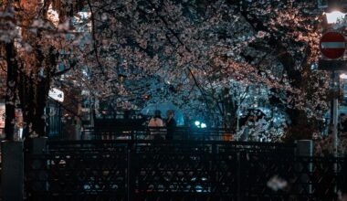 Underneath the Cherry Blossoms