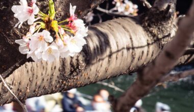 meguro river flower cruise