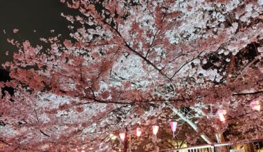 Cherry Blossoms with lots of people at Meguro River - March 27th