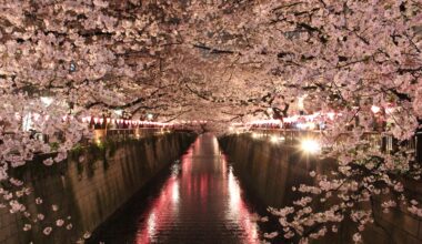 The light-up at Meguro River, seven years ago today (Tokyo-to)