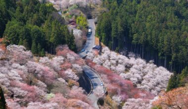 Yoshinoyama, one of Japan's most famous cherry blossom spots, one year ago today (Nara-ken)