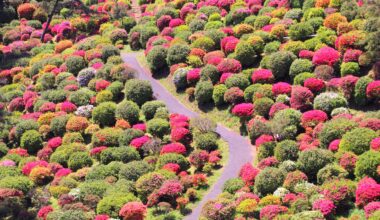 Blooming azalea at Shiofune Kannon-ji, two years ago today (Tokyo-to)