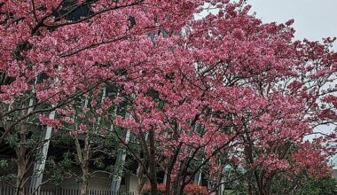 Just back from 16 days honeymoon. Tokyo, Kyoto, Osaka, Hakone + pictures