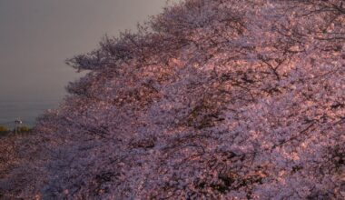 Spring in Fuji City, Shizuoka