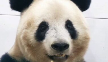 Beloved panda Xiang Xiang appears online after emotional farewell