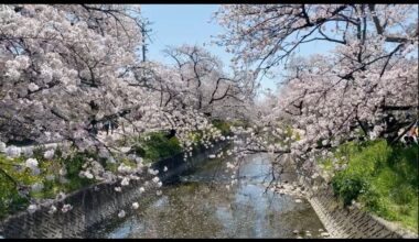 Sakura, Nagoya, Aichi Prefecture (today)