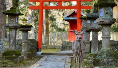 Nara deer and Torii gate