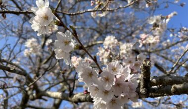 Sakura in Shuzenji