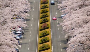 Driving under the blossoms at Fuji Cemetery, one year ago today (Shizuoka-ken)