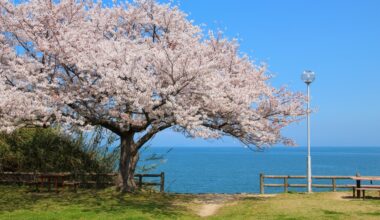 Cherry blossoms by the sea at Kuroshima Seaside Park in Shikoku, one year ago today (Ehime-ken)