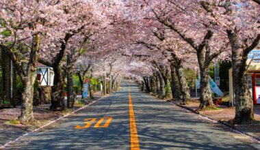 Cherry blossom road at Izu Kogen, three years ago today (Shizuoka-ken)