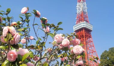 Tsubaki near Tokyo Tower