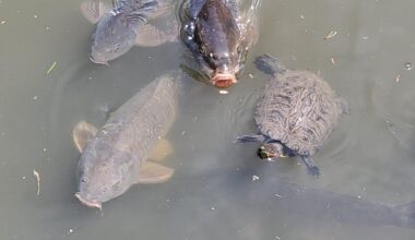 Some coi and turtles having a party