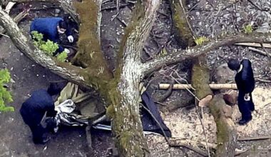 Woman dies after tree crushes tent at Sagamihara campsite