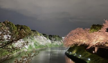 Cherry blossoms in the moat at imperial palace Tokyo