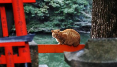 Waiting for Offerings at Fushimi Inari