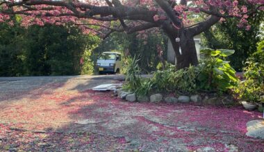 Sakura in Yakushima