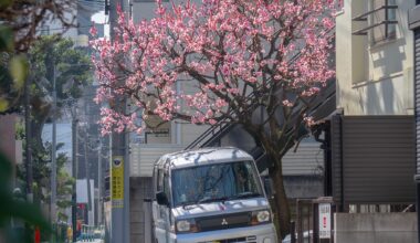 Sakura in the backstreets of Tokyo