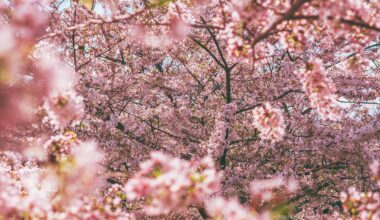 Cherry blooms