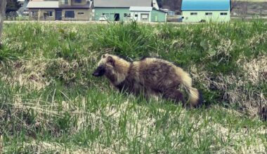 The tanuki that lives in my barn.