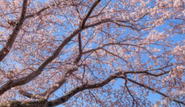 The Peak of Spring from Lake Kawaguchi