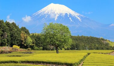 Beautiful views at Obuchi Sasaba Tea Plantation, two years ago today (Shizuoka-ken)