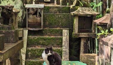 One of the cats at Fushimi Inari-taisha in Kyoto