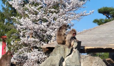 Hanami and Monkeys at Joyama Zoo in Nagano City