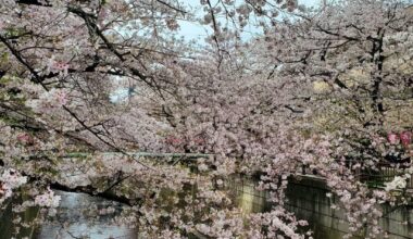 Ohanami at Meguro River. Still beautiful and peaceful even with the crowd.