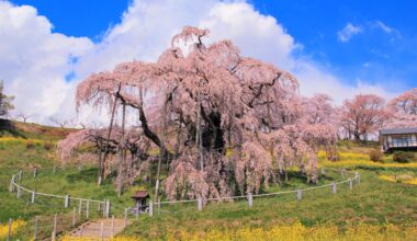 The thousand year old Miharu Takizakura, one of the three great cherry trees of Japan, two years ago today (Fukushima-ken)