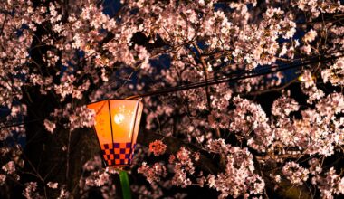 Cherry blossoms and lantern ! 🌸🏯🇯🇵 Instagram : Axou_in_japan