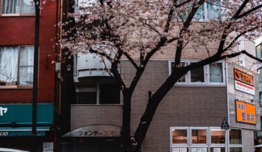 Cherry Blossoms and Newspapers