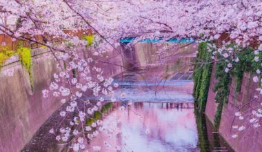 Sakura at Nakameguro River