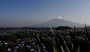 Mt Fuji from oishi park (lake kawaguchi)