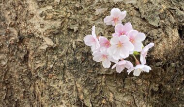 I generally skip taking cherry blossom pics, but this one seems okay.