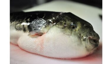 Elderly couple dies after eating poisonous pufferfish in Malaysia