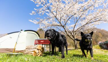 Camping under Sakura