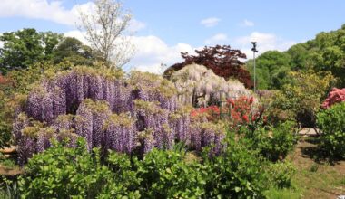 Today at Ashikaga Flower Park