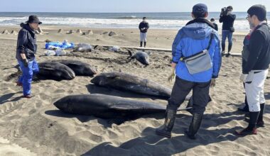 More dolphins found on east Japan shores a day after dozens beached