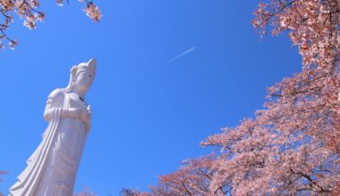 Kannon statue towering over the blossoms at Funaoka Castle Park, two years ago today (Miyagi-ken)