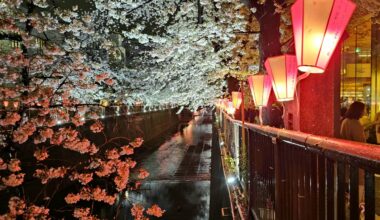 Cherry blossoms along the Meguro River.