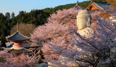 The sitting buddha surrounded by sakura at Hase-dera, one year ago today (Nara-ken)