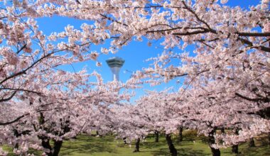 The best cherry blossom spot in Hokkaido, two years ago today