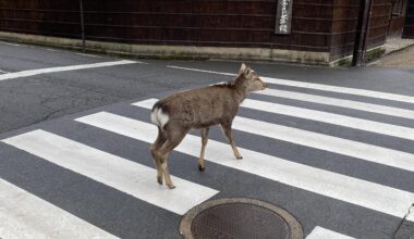 Well-mannered lady on her way to work