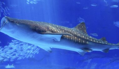 Japanese researchers find whale sharks can see in dark due to mutation