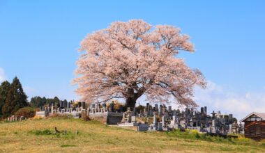 Lone cherry tree in the middle of a little graveyard, two years ago today (Fukushima-ken)